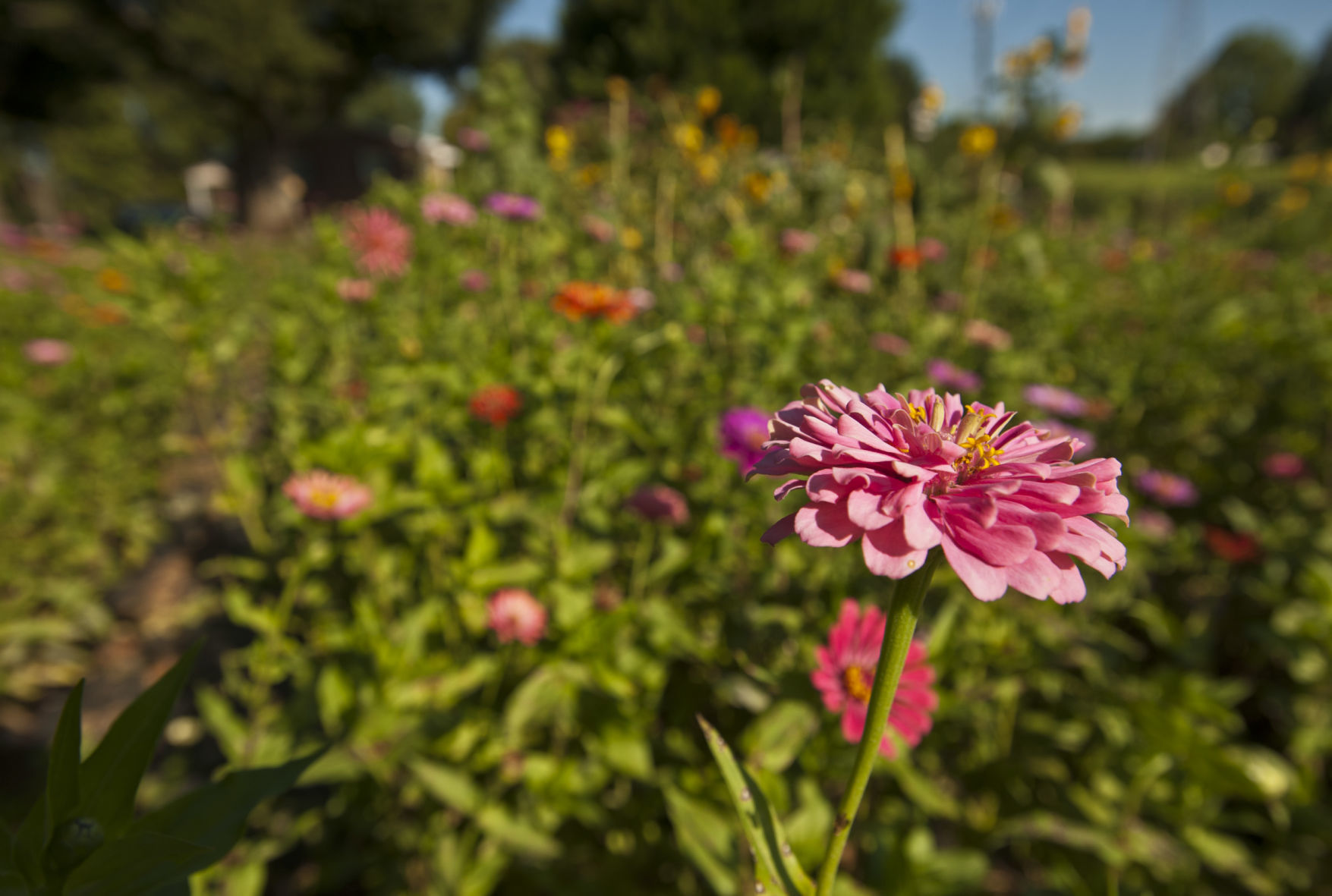 Cutting flowers